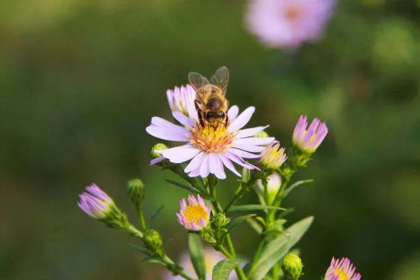 Why honeybees are really good for your farm