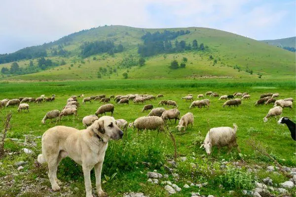 Sheep Measles: What Every Dog Owner on a Farm Should Know