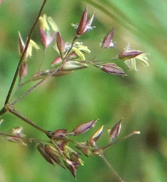 Two summer grasses