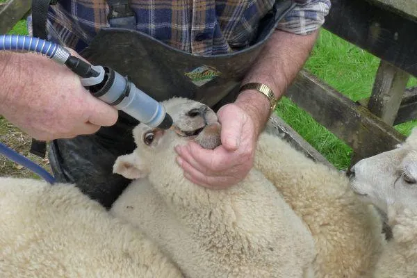 Internal parasites in cattle, sheep and goats – an update
