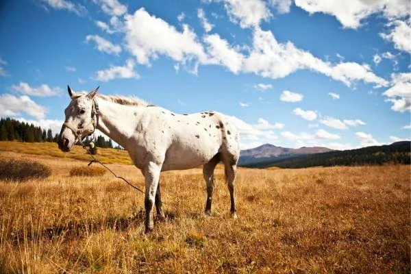 Tethering Horses – Why It’s Best Avoided