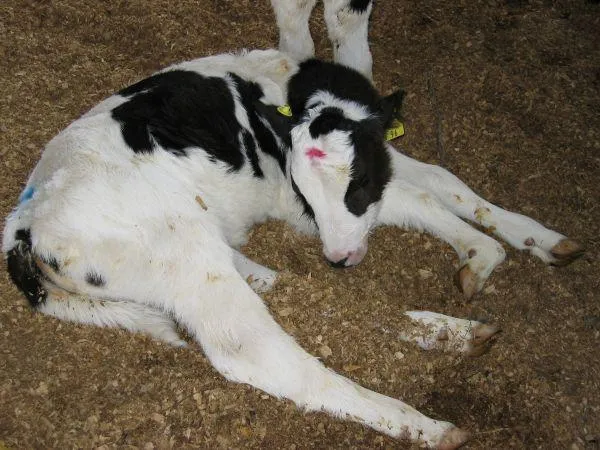 BVD: Bovine Virus Diarrhoea