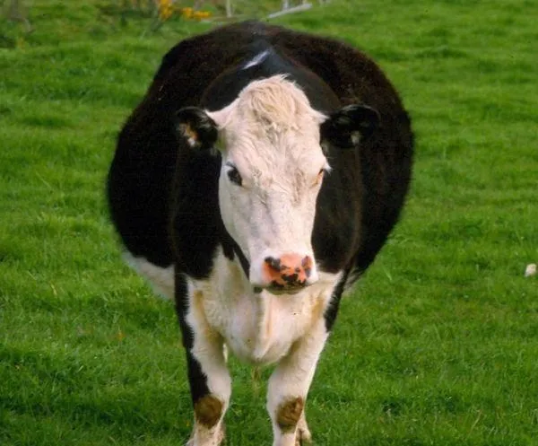 black and white cow breed on a grassland