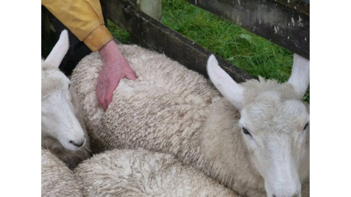 farmer feeling along sheep's back