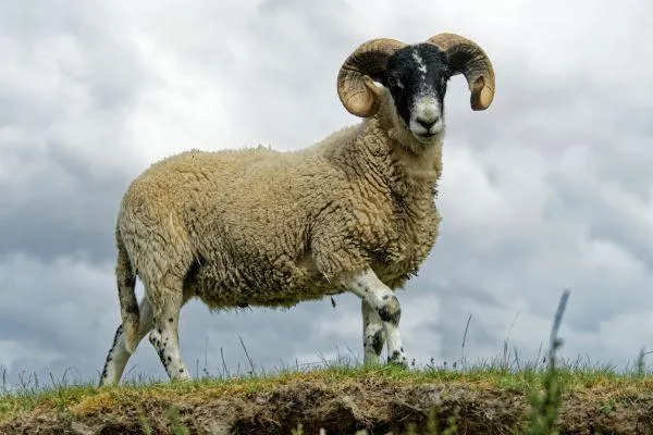 a white ram in a paddock