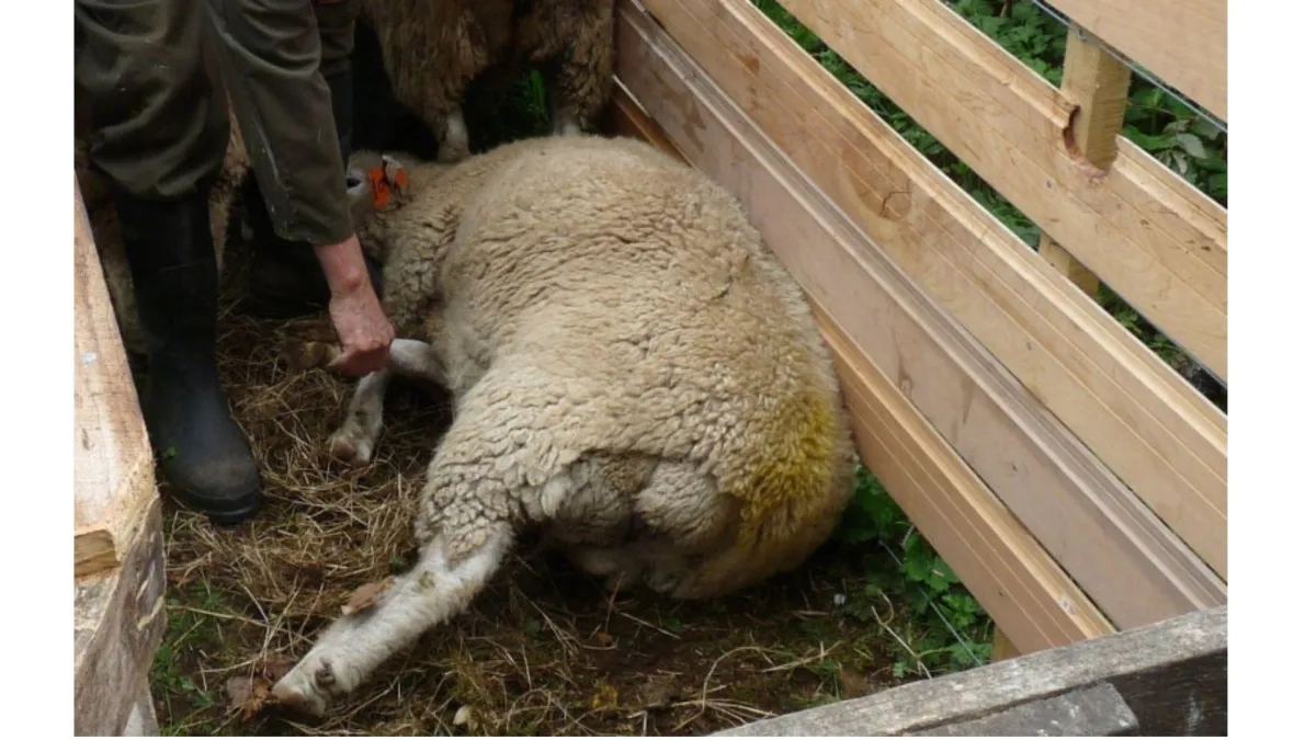 farmer holding sheep in yards