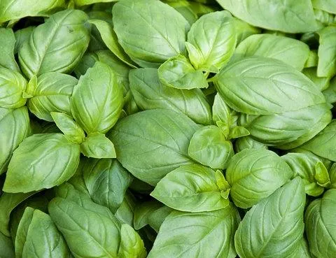 basil pesto