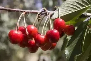 Planning and planting an orchard