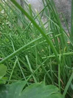 spring onions