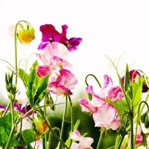 sweet pea