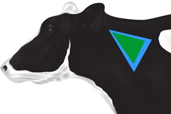 an illustration of the head of a cow with a green triangle showing the correct site to inject