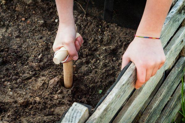 gardener using dibber to plant seedlings