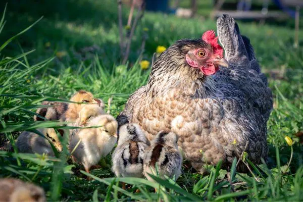 hen with chicks in grass