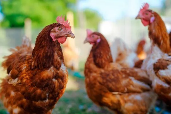 brown chickens