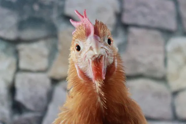 Non-infectious diseases in poultry