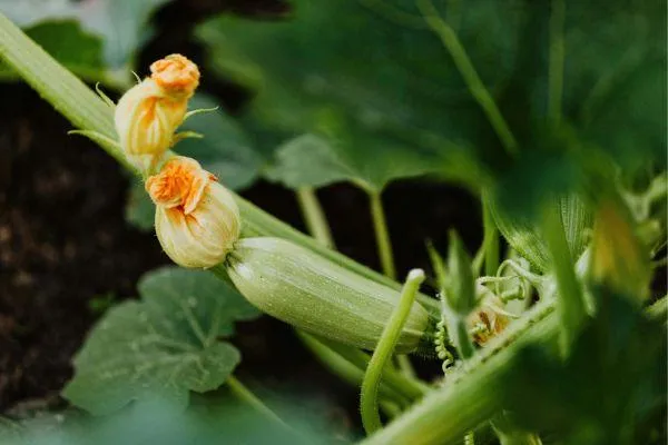 a courgette plant showing flowers and young courgettes