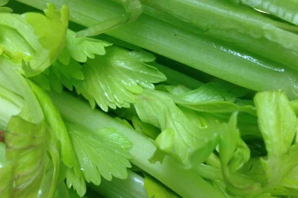 a closeup of fresh celery