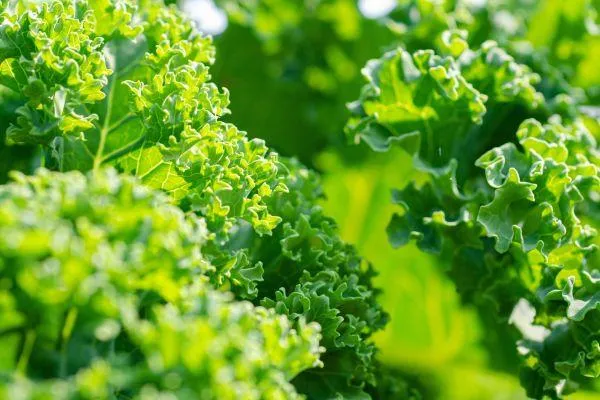 close up of kale leaves