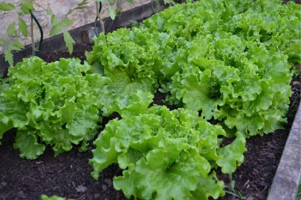 rows of lettuce growing in a vegetable bed