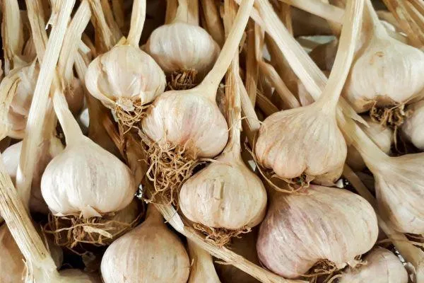 garlic bulbs with stalks