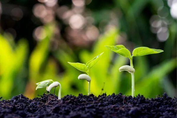 seedlings