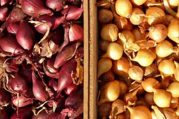 shallots