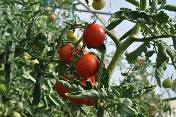 tomato plant