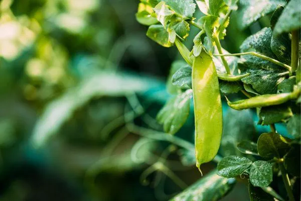 a young pea on the plant