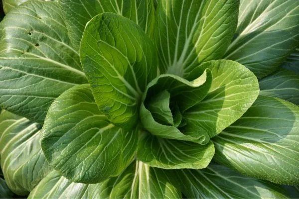 close up pak choi