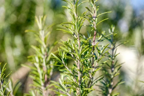 Rosemary