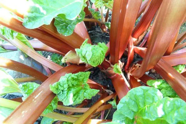 a top view of a rhubarb plant