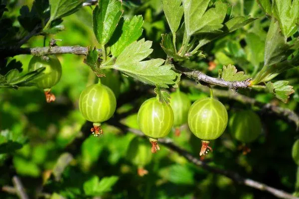 gooseberries