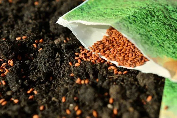 a packet of seeds being sown onto soil