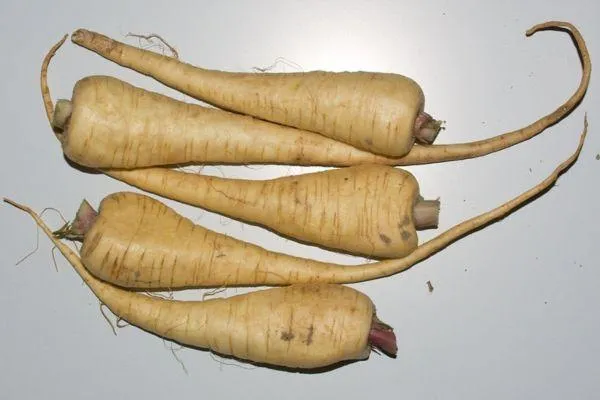 five parsnips on a plate