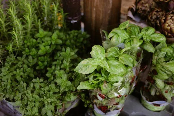 Grow great herbs