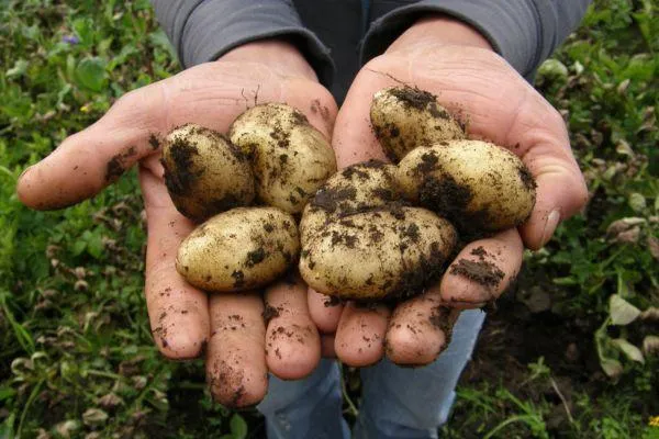hands holding freshly dug potatoes