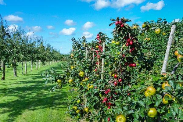 Planning and planting an orchard