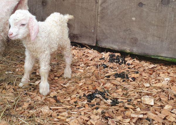 What Your Animal's Poo Is Telling You