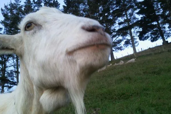 lump on a goat's throat