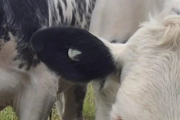 close up of cow ear with nait tag