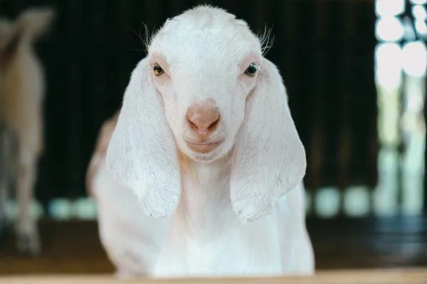 a white anglo nubian goat staring at the camera