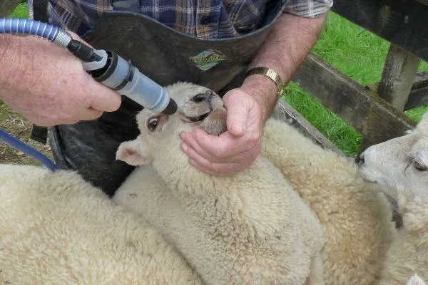 a sheep being held by a farmer while being drenched