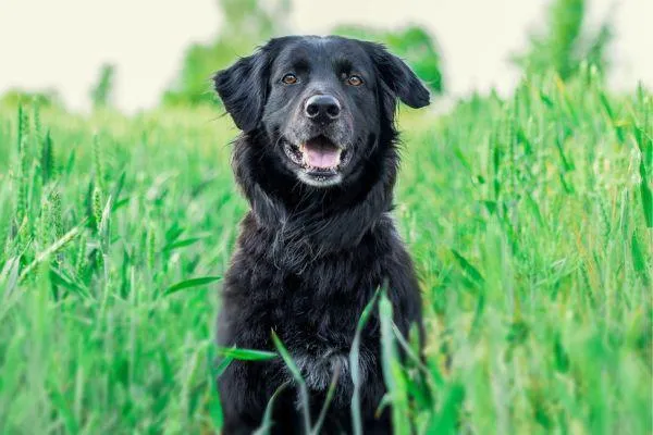 black dog in a paddock
