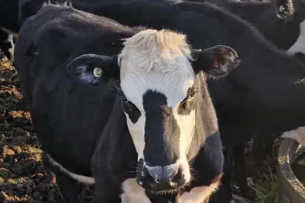 a cow with an rfid tag