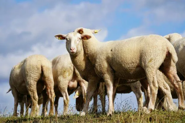a flock of white sheep on grass