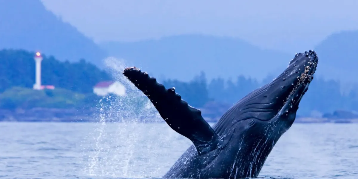 Wildlife Watching in Canada: Where to See Moose, Whales & Bears