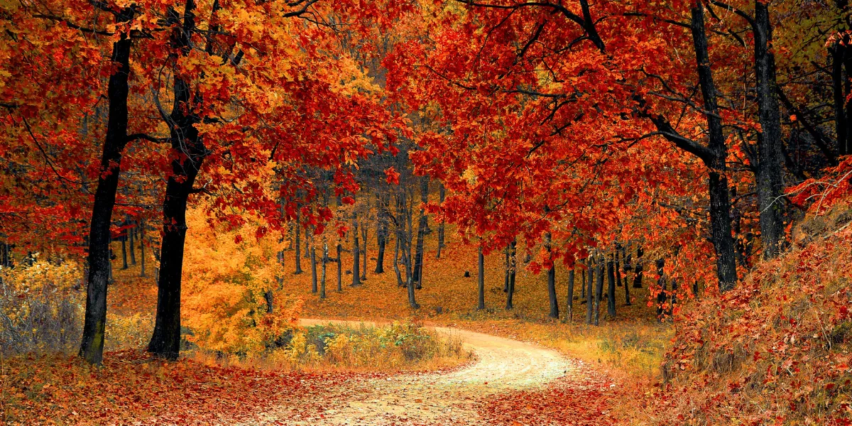 Fall in Canada: Where to See the Most Stunning Autumn Colours