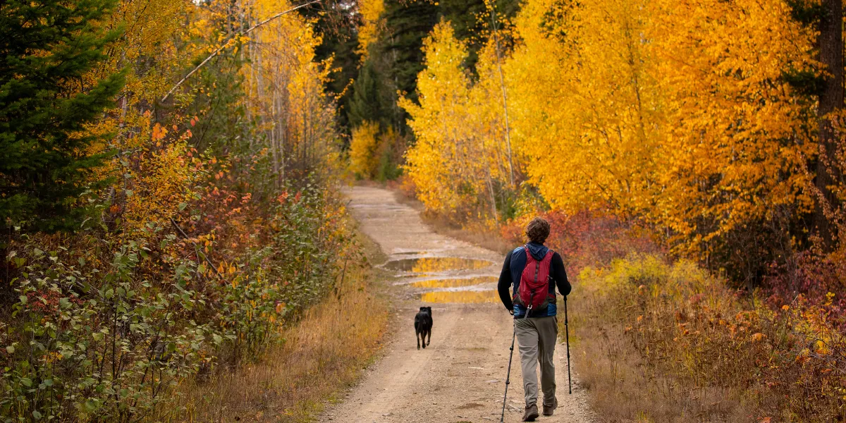 Fall Foliage Tours: How to Promote Your Destination to Leaf-Lovers