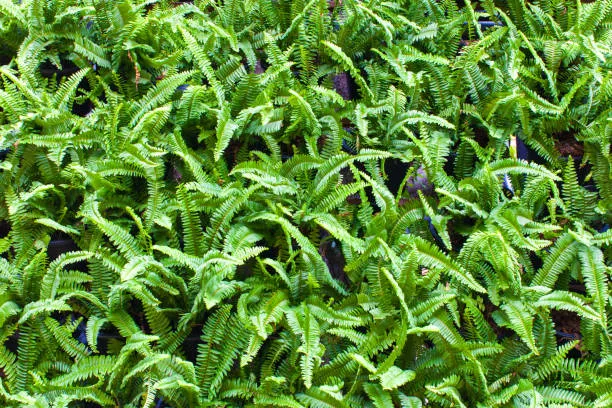 market-ready plant quality