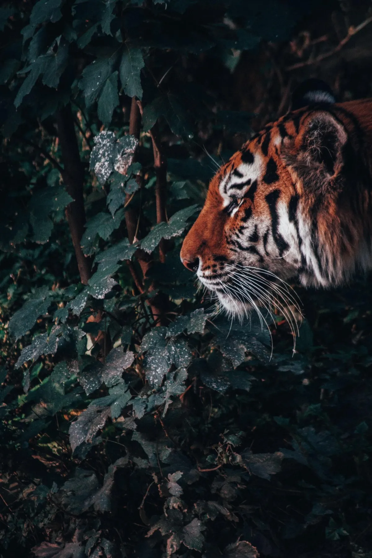Welcome to the jungle of you